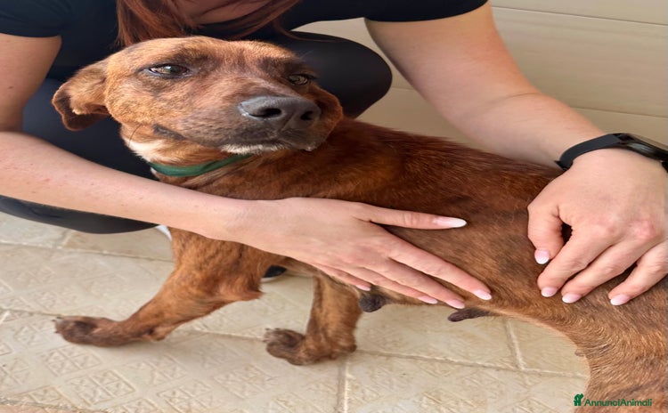 Segugio Maremmano cani a Città metropolitana di Roma Capitale - Annuncio 1