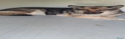 Pastore Tedesco cani in regalo: Gemma, pastore tedesco in canile - Annuncio 5