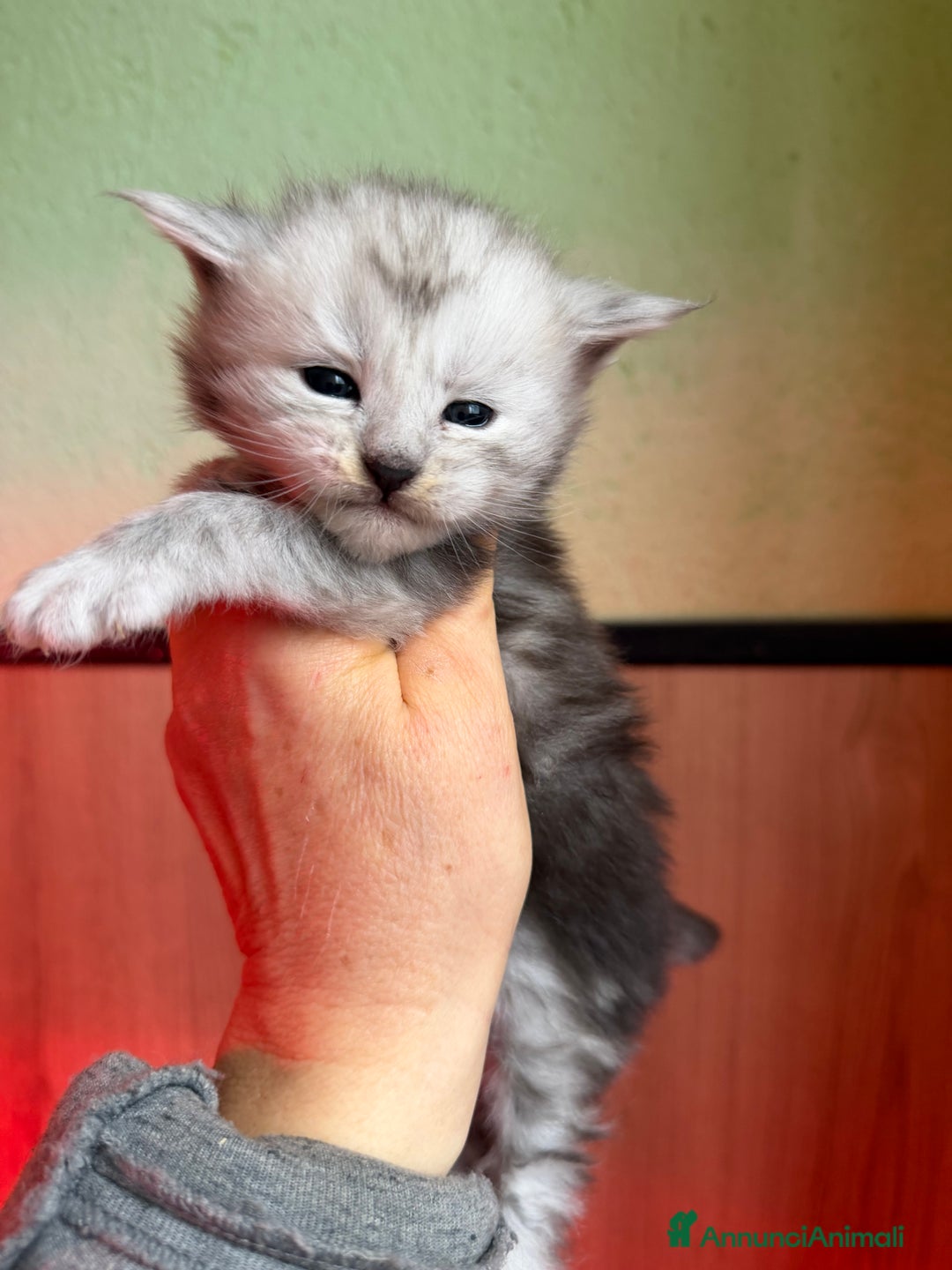 Maine Coon gatti in vendita: Gattini Maine Coon  - Annuncio 2