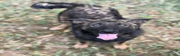 Meticcio cani in regalo: ERNAD, pastorino allegro e dolcissimo! TG MEDIA - Annuncio 5