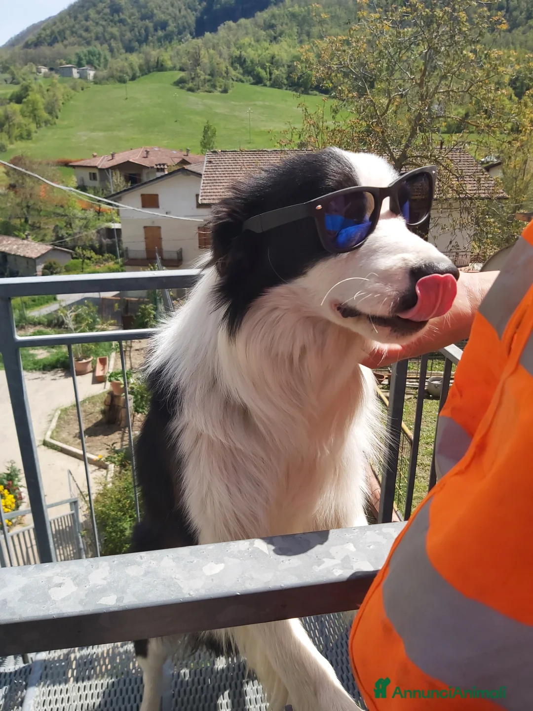 Border Collie cani in vendita: Cuccioli di razza Border Collie - Annuncio 6