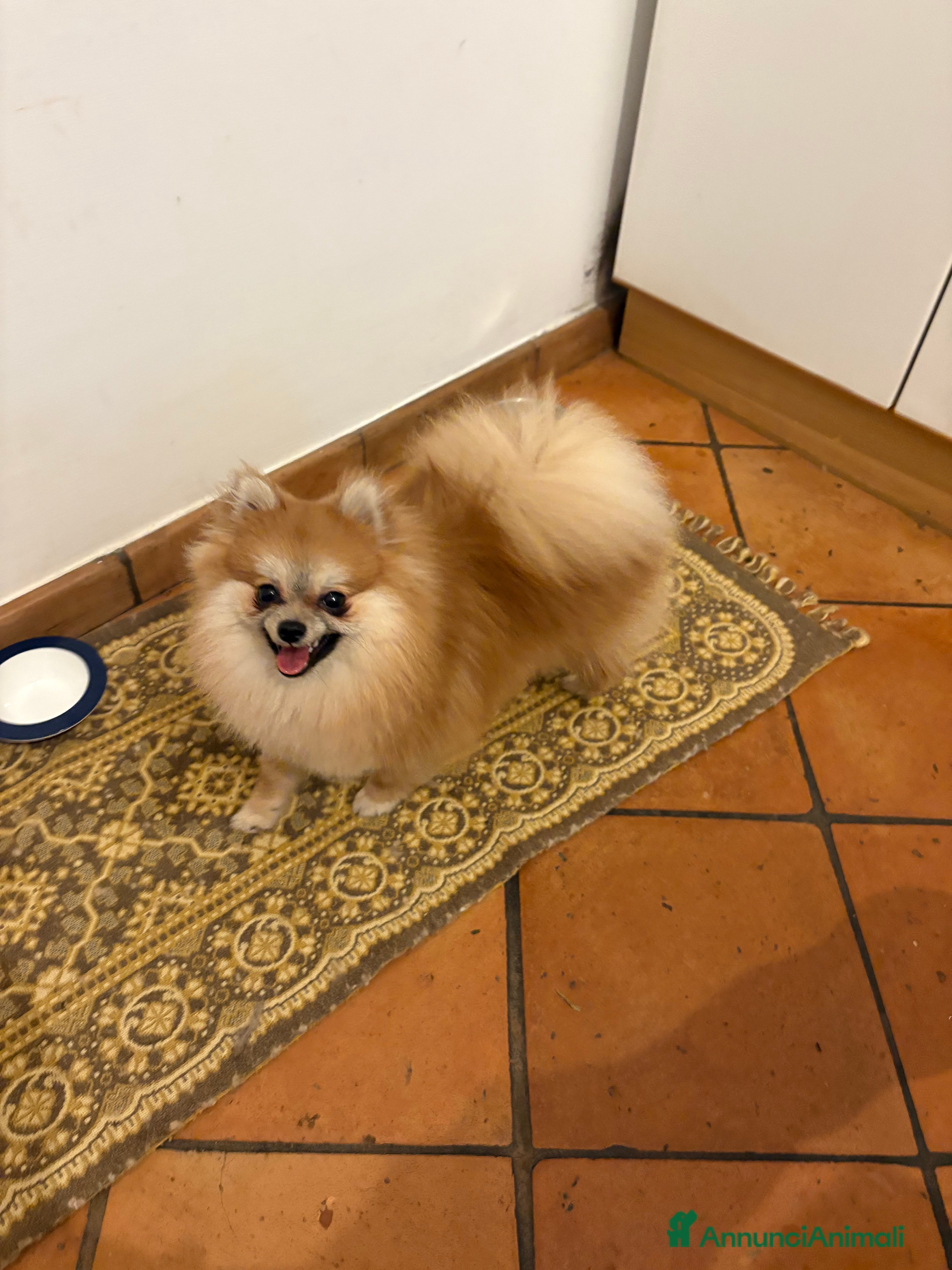 Volpino Pomerania cani Spitz di pomerania nano  - Annuncio 1