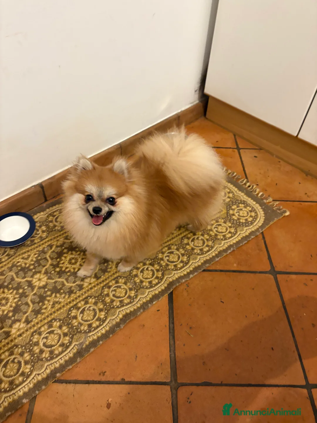 Volpino Pomerania cani in vendita: Spitz di pomerania nano  - Annuncio 1