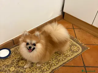 Volpino Pomerania cani Spitz di pomerania nano - Annuncio 1