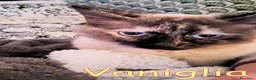 Altre razze gatti in regalo: VANIGLIA SIMILBIRMANA  - Annuncio 4