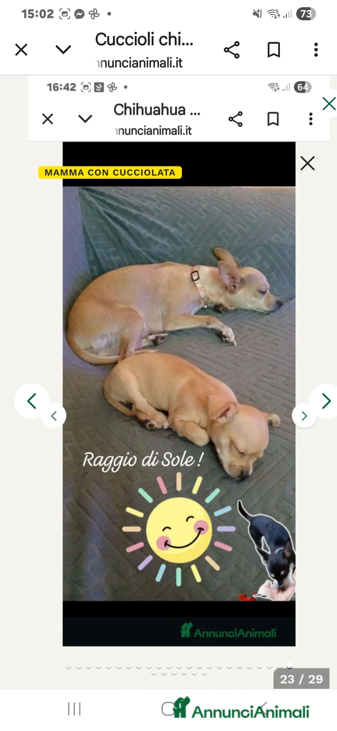 Chihuahua cani in vendita: Cuccioli di chihuahua - Annuncio 4