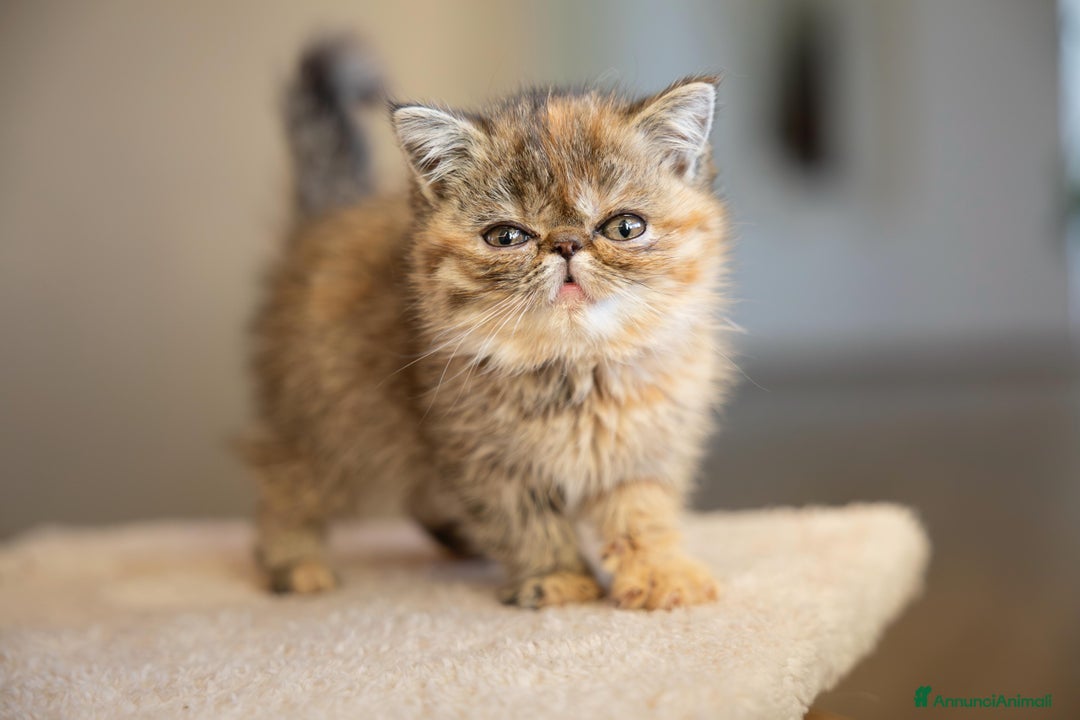 Persiano gatti in vendita: Gatti Persiani ed Exotic Shorhair - Annuncio 4