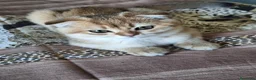 Scottish gatti in vendita: Gattini scottish con pedigree - Annuncio 6