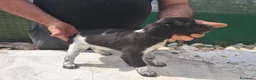 Breton cani in vendita: Cucciole Breton a Provincia di Pavia - Annuncio 3