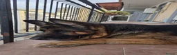 Pastore Tedesco cani in regalo: Zeus cerca una nuova famiglia a Città Metropolitana di Bari - Annuncio 2