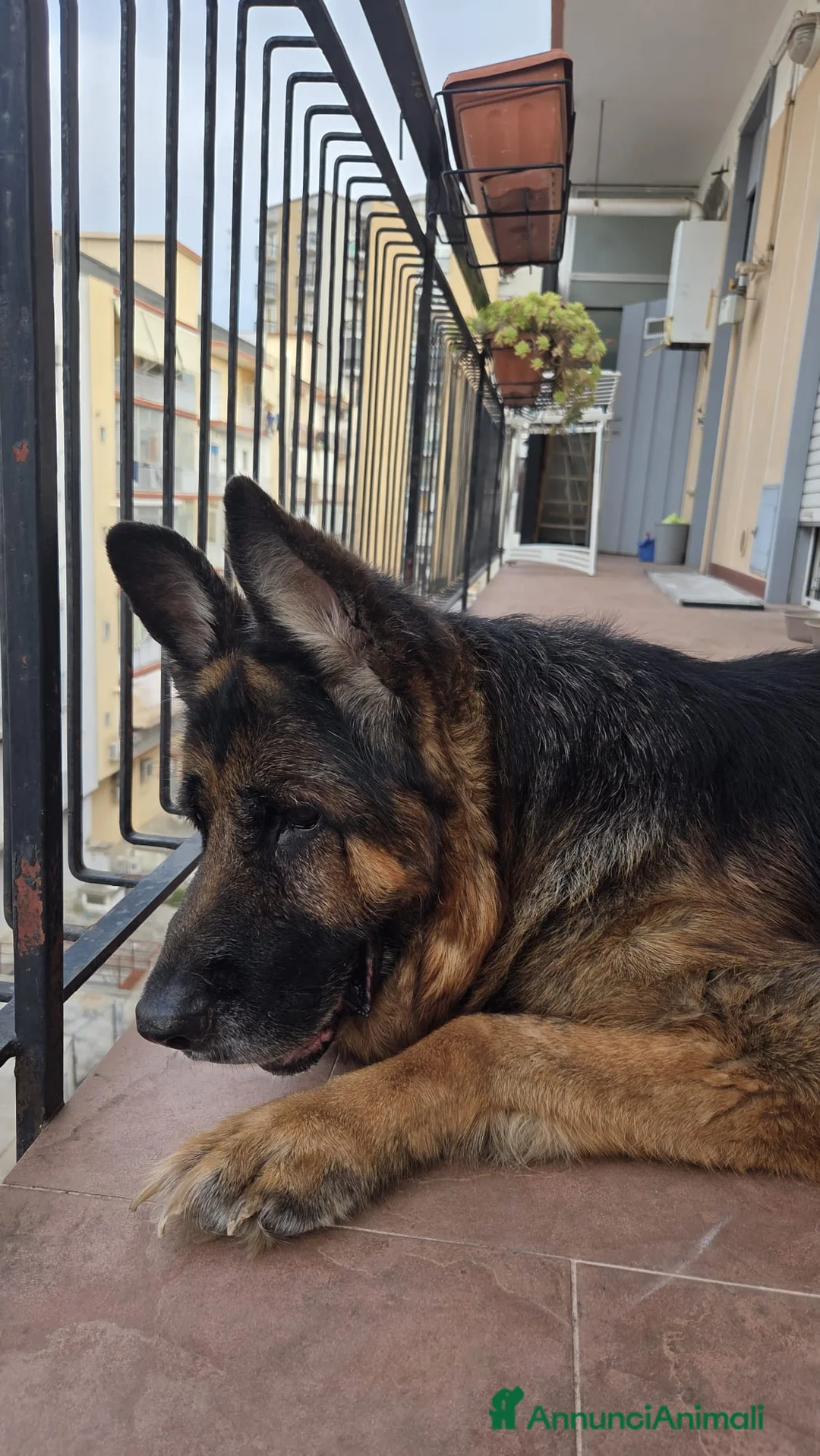 Pastore Tedesco cani in regalo: Zeus cerca una nuova famiglia a Città Metropolitana di Bari - Annuncio 2