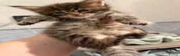 Maine Coon gatti in vendita: Cuccioli di Manine Coon disponibili da giugno - Annuncio 6