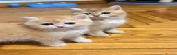 British gatti in vendita: British Golden  - Annuncio 6