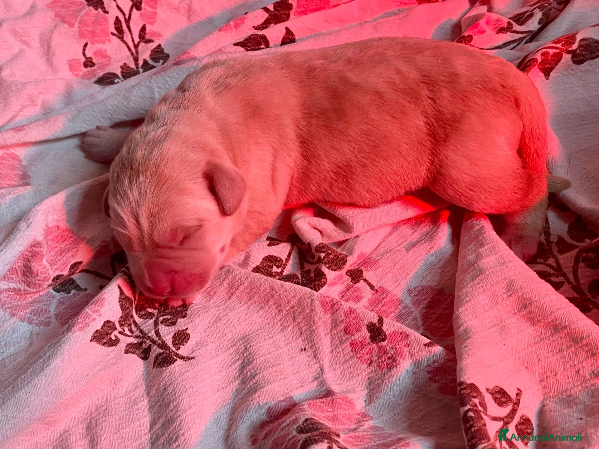 Labrador cani in vendita: Cuccioli Labrador  - Annuncio 5