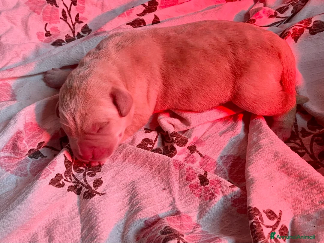 Labrador cani in vendita: Cuccioli Labrador  - Annuncio 1