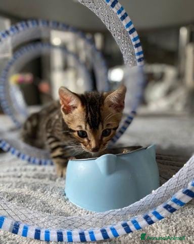 Bengala gatti Gattina Bengala - Annuncio 2