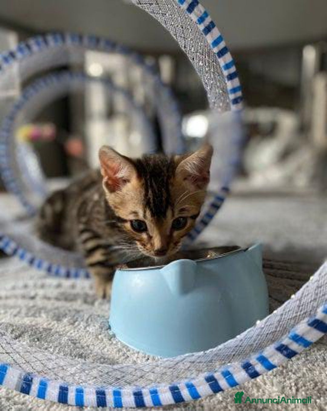 Bengala gatti in vendita: Gattina Bengala - Annuncio 2