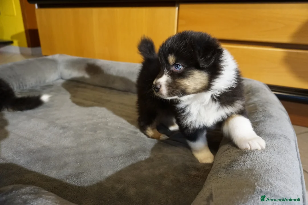 Australian Shepherd cani in vendita: Cucciolata Australian Shepherd  - Annuncio 8