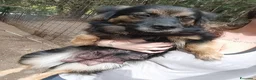 Meticcio cani in regalo: Cucciole femmine cercano adozione a Città Metropolitana di Torino - Annuncio 2