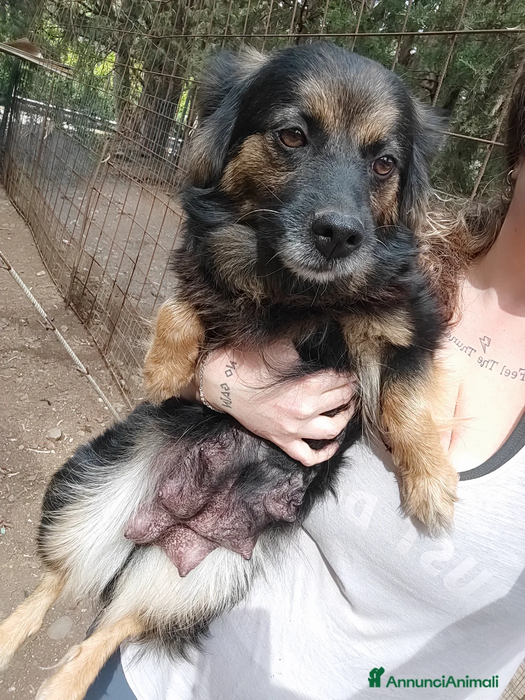 Meticcio cani in regalo: Cucciole femmine cercano adozione a Città Metropolitana di Torino - Annuncio 2