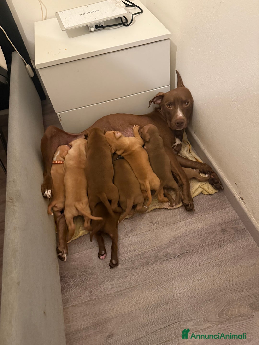 Pitbull cani in vendita: Pitbull red nose ukc - Annuncio 4