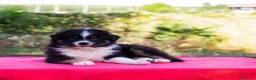 Australian Shepherd cani in vendita: Cuccioli Pastore Australiano/Australian Shepherd  - Annuncio 4