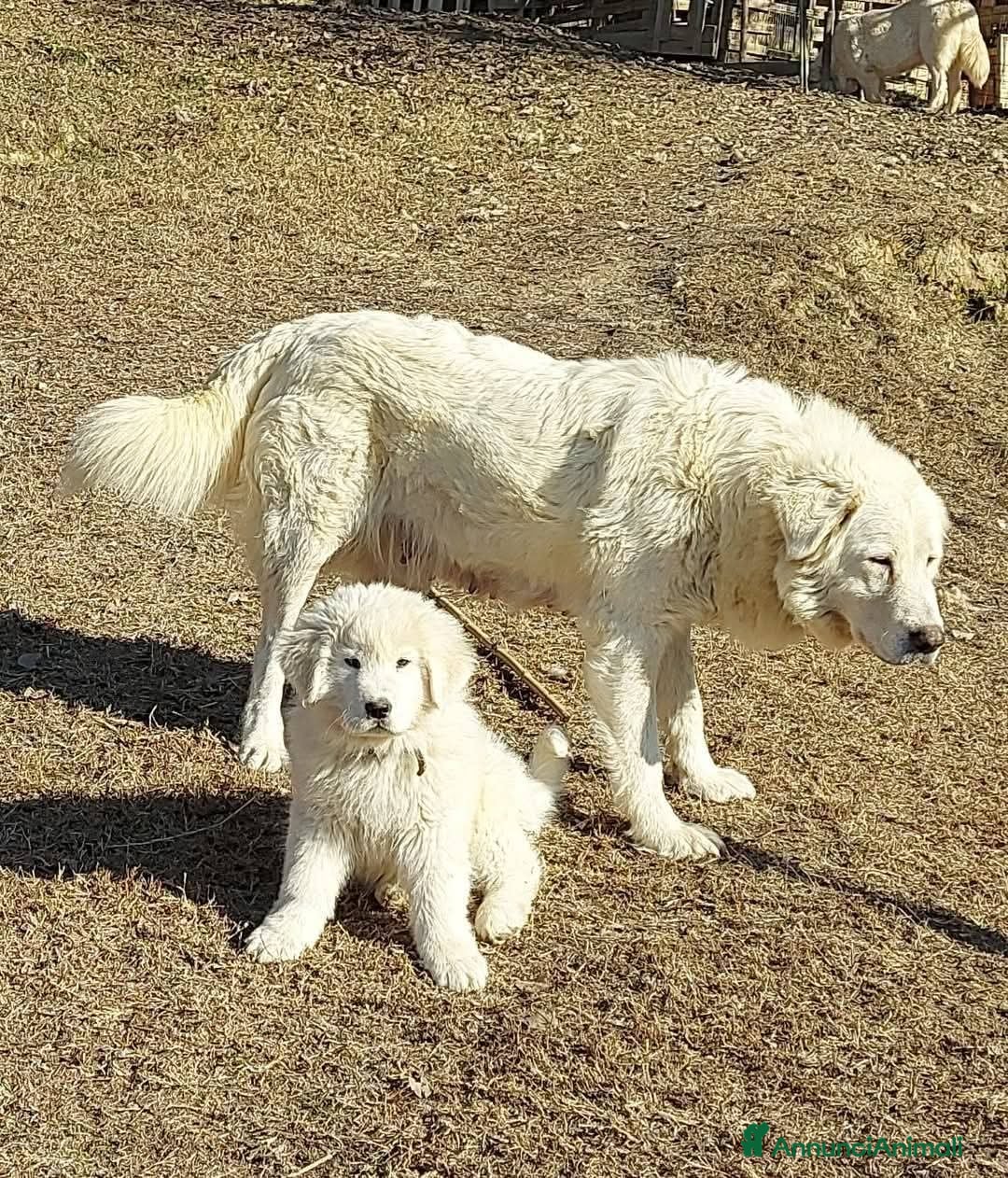 Pastore Abbruzzese Maremmano cani Cuccioli di pastore Abruzzese Maremmano  - Annuncio 1