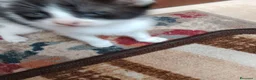 Europeo gatti in regalo: Gattino cerca famiglia  - Annuncio 5