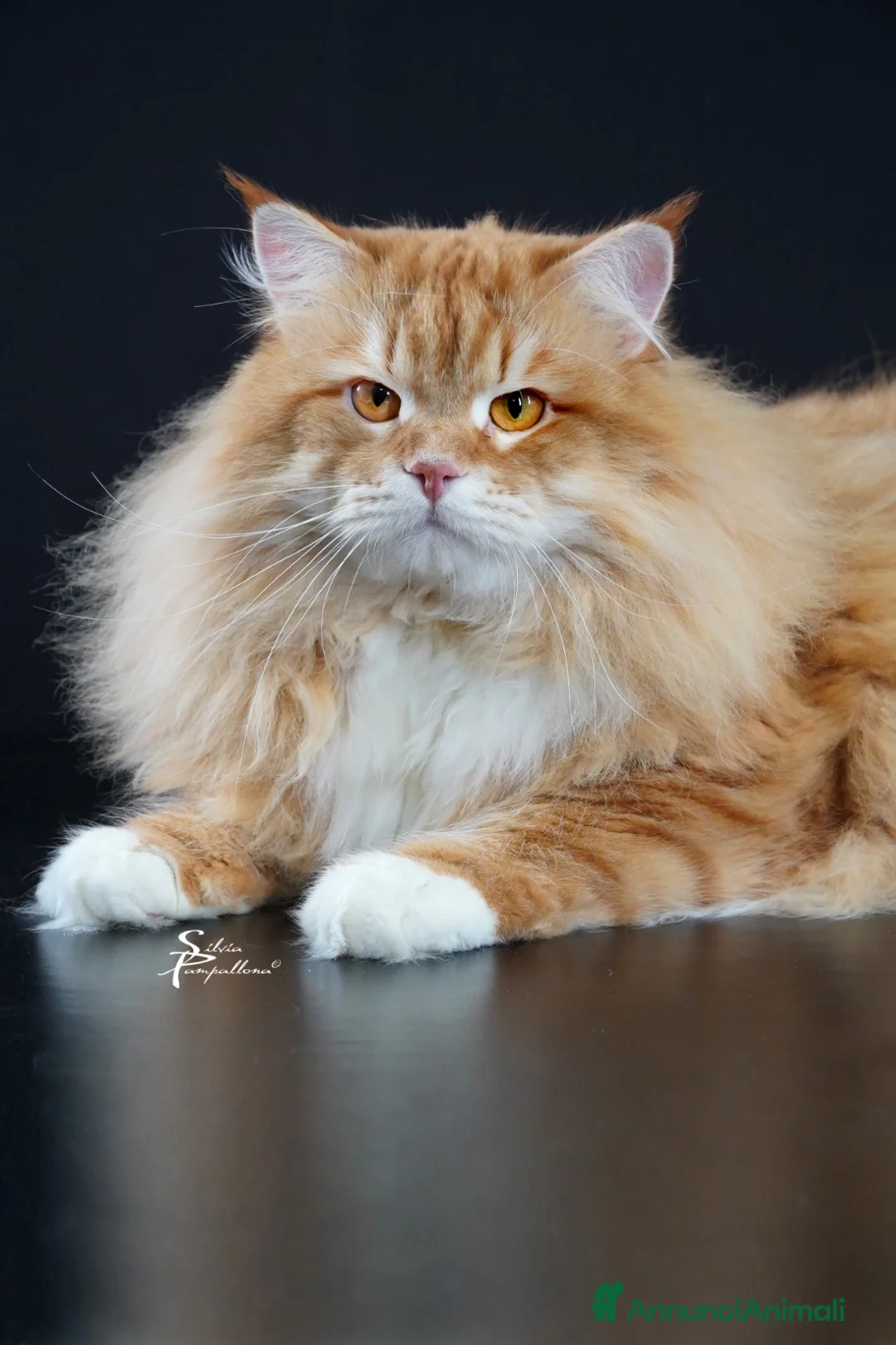 Siberiano gatti in vendita: cucciola gatto siberiano - Annuncio 6