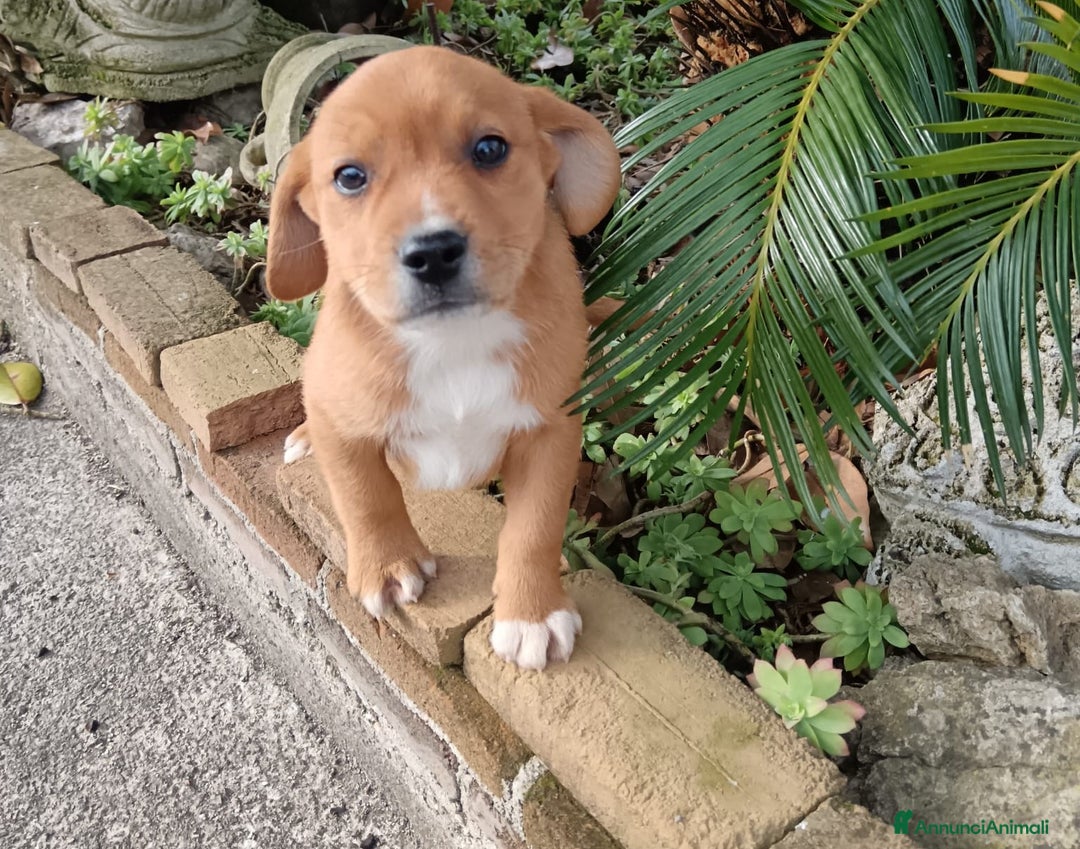Beagle cani in regalo: Pluto e Poldino, 2 mesi, cercano adozioni - Annuncio 1