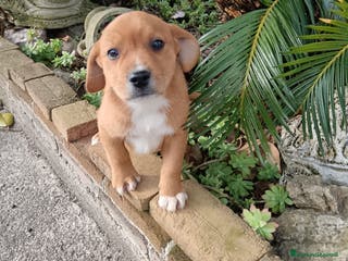 Beagle cani Pluto e Poldino, 2 mesi, cercano adozioni - Annuncio 22