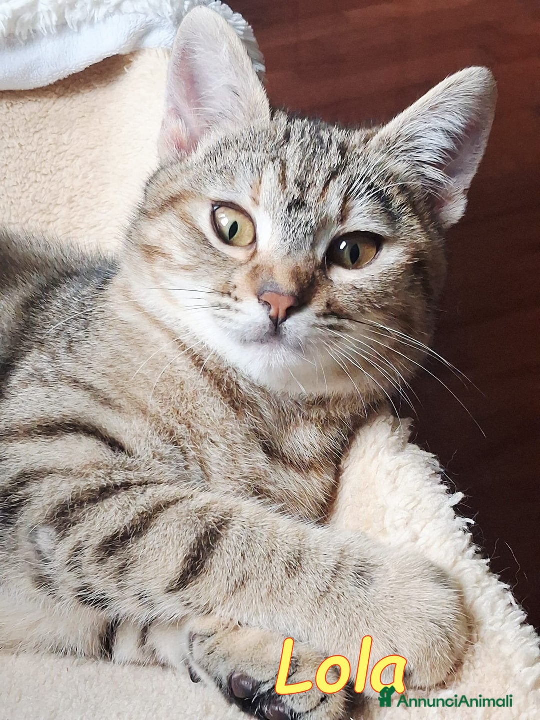 Europeo gatti in regalo: LOLA cerca casa - Annuncio 6