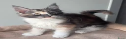 Maine Coon gatti in vendita: Maine coon con pedigree  - Annuncio 6
