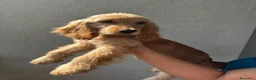Cocker cani in vendita: Cucciola di cocker spaniel inglese a Città metropolitana di Milano - Annuncio 7