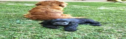 Cocker cani in vendita: Cucciolo di Cocker - Annuncio 11