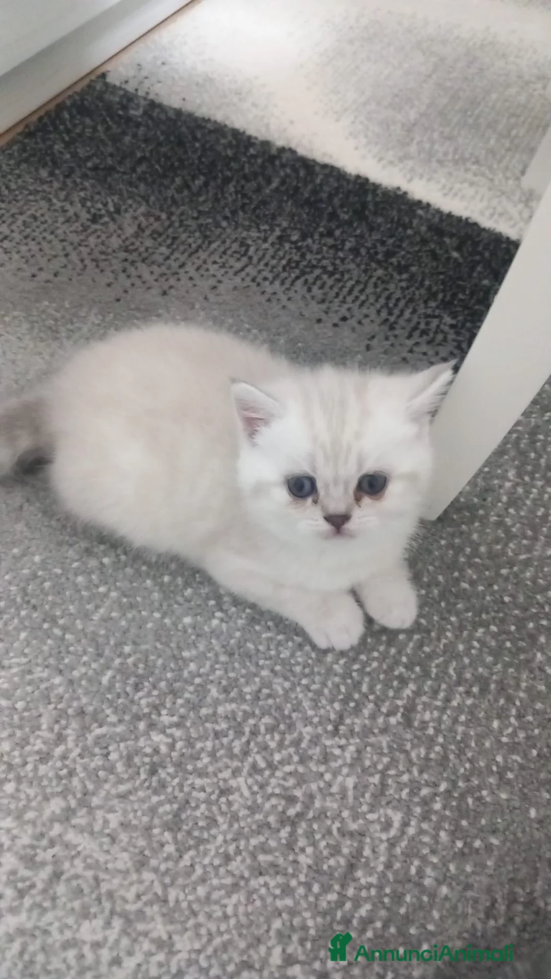 Scottish gatti in vendita: Cuccioli scottish straight  - Annuncio 4