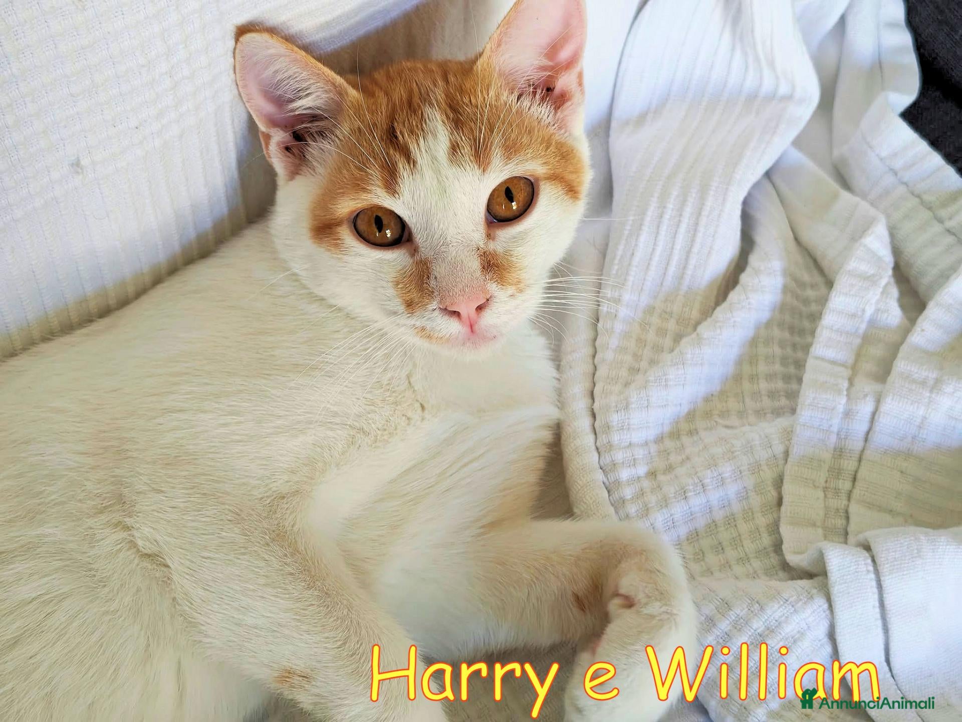 Europeo gatti in regalo: HARRY E WILLIAM DOLCISSIMI - Annuncio 20