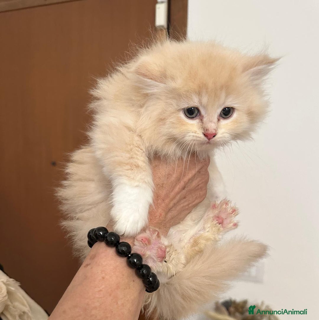 Persiano gatti in vendita: Gattini persiani normotipo  - Annuncio 14