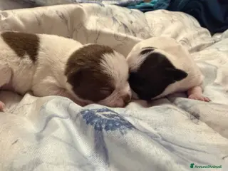 Chihuahua cani Chihuahua toy - Annuncio 4