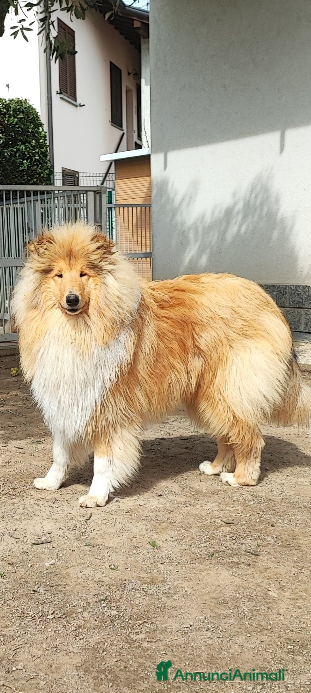 Collie cani in regalo: Collie Maschio di 1,5 anni cedesi - Annuncio 1