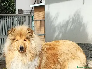 Collie cani Collie Maschio di 1,5 anni cedesi - Annuncio 10