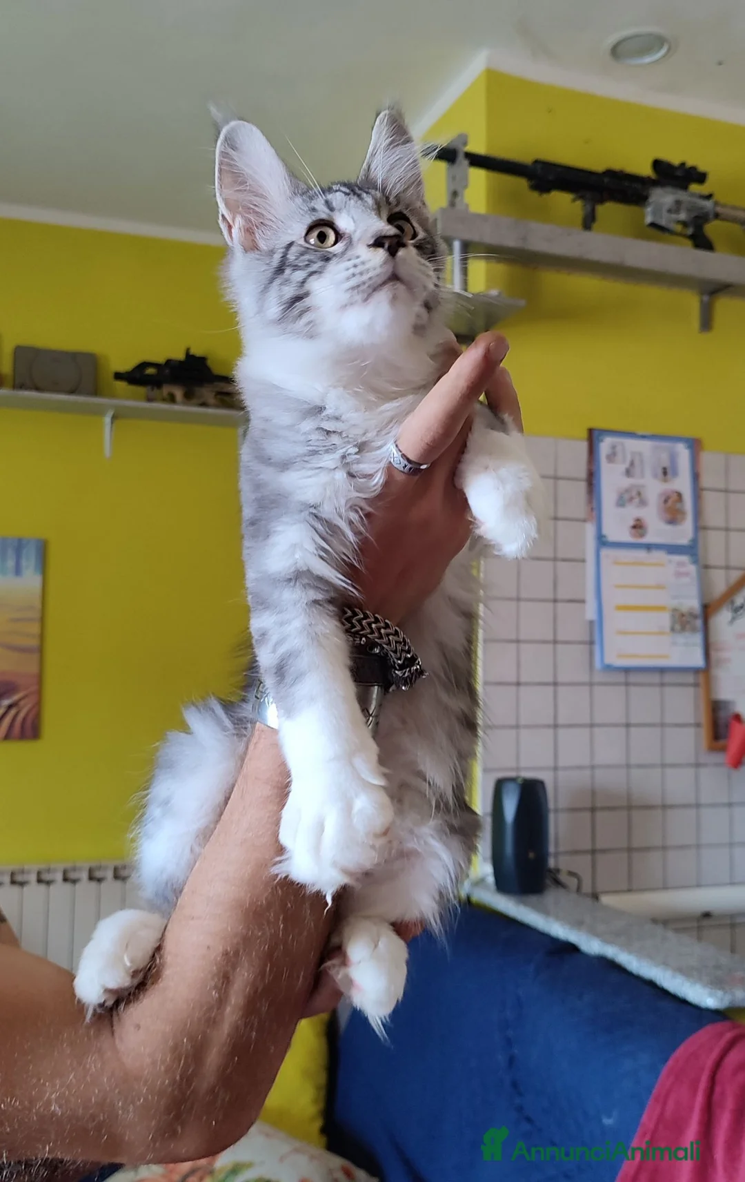 Maine Coon gatti in vendita: Meraviglioso maschietto Maine Coon  - Annuncio 2
