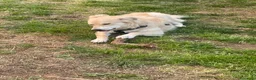 Meticcio cani in regalo: Rain cerca casa per sempre  a Provincia della Spezia - Annuncio 12