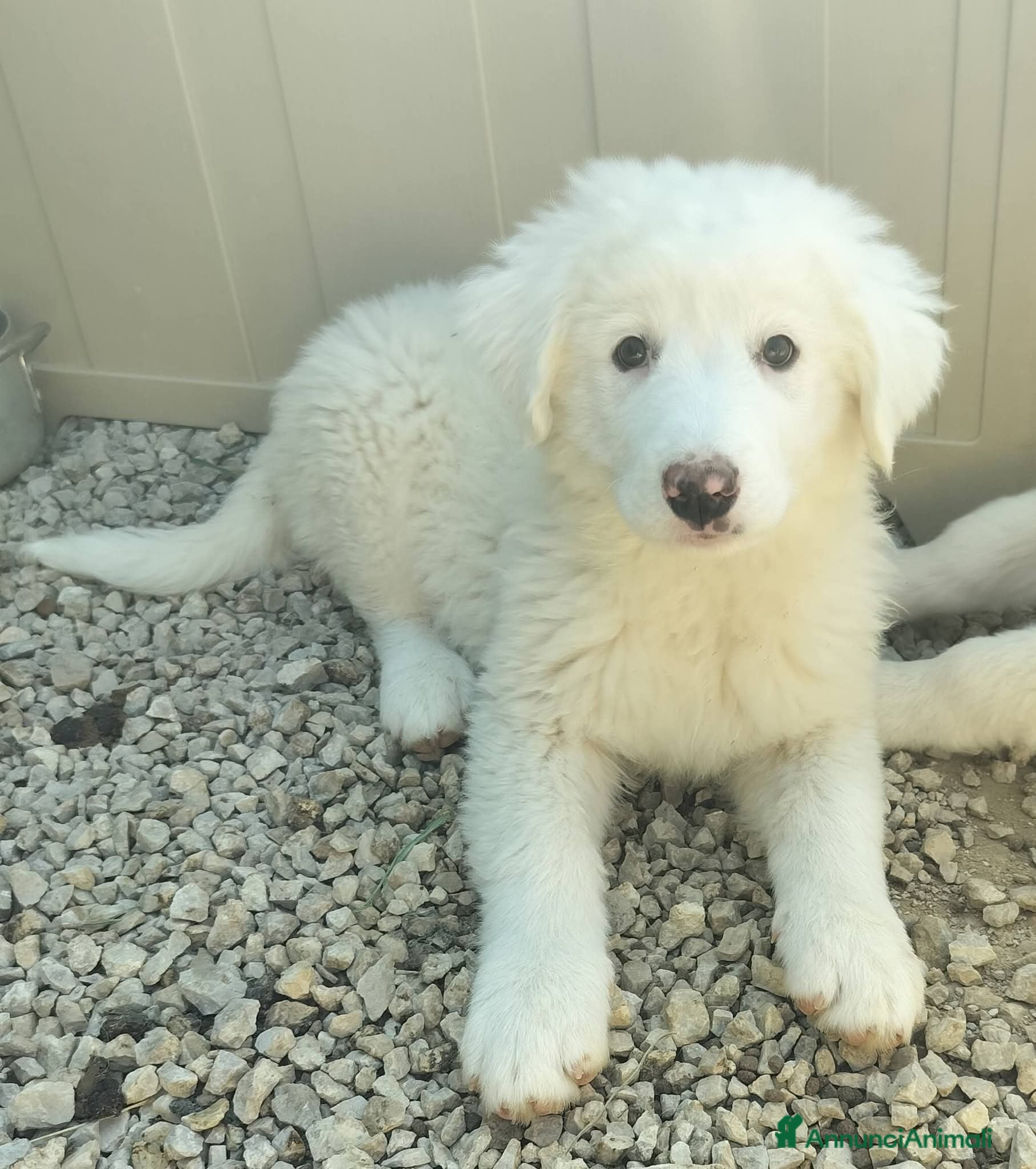 Meticcio cani Cucciolina mix maremmano, 2/3 mesi  - Annuncio 2
