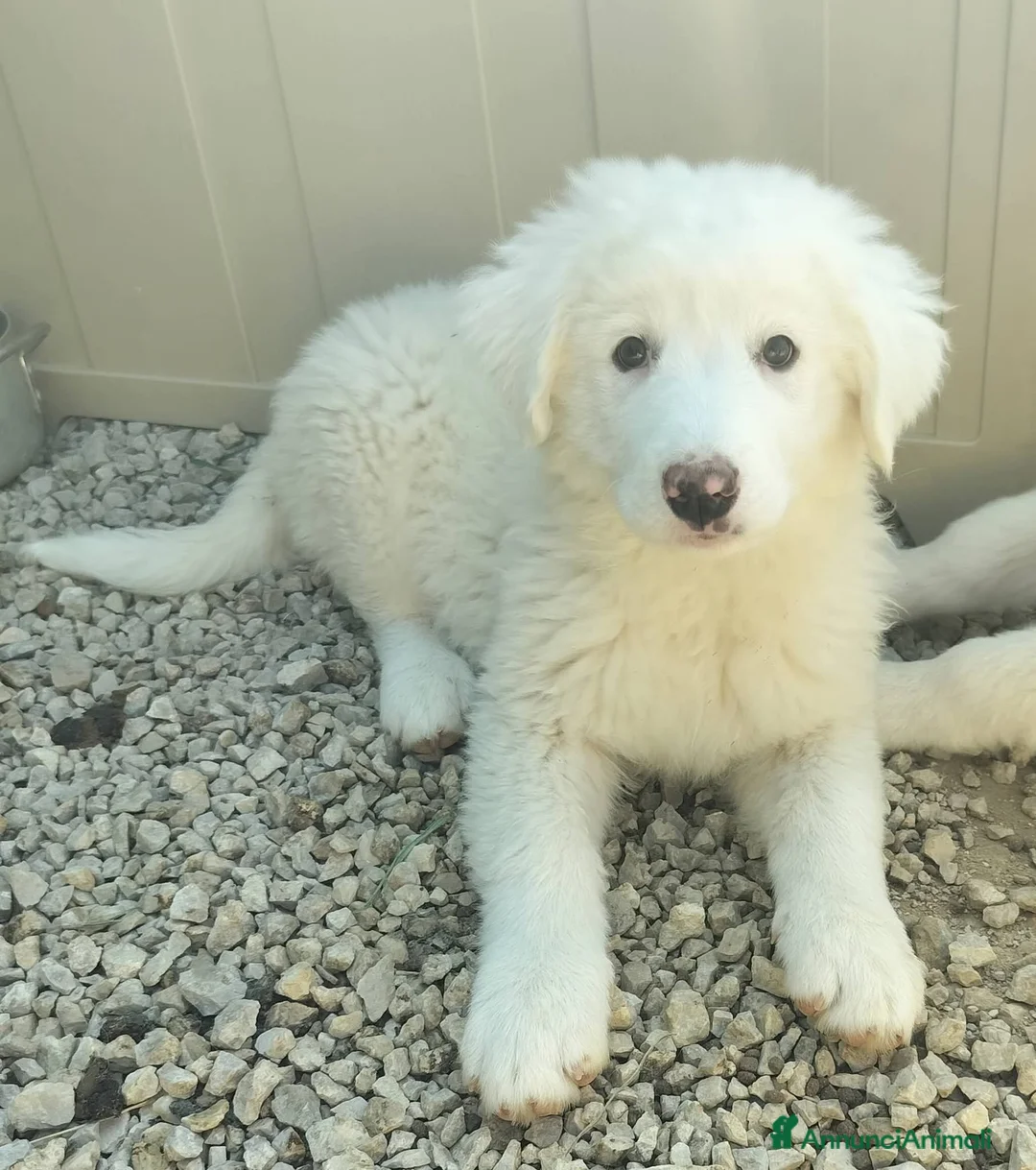 Meticcio cani in regalo: Cucciolina mix maremmano, 2/3 mesi  - Annuncio 1