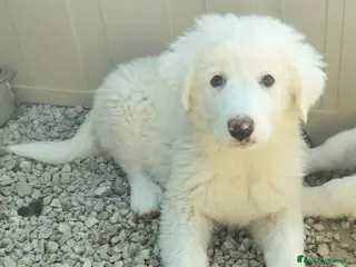 Meticcio cani Cucciolina mix maremmano, 2/3 mesi - Annuncio 2