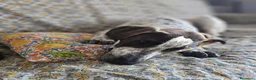 Meticcio cani in regalo: Noah meticcio  in adozione a Libero consorzio comunale di Trapani - Annuncio 5