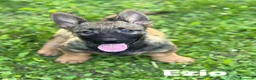 Meticcio cani in regalo: 8 LUPACCHIOTTI cuccioli, super simpatici! - Annuncio 12