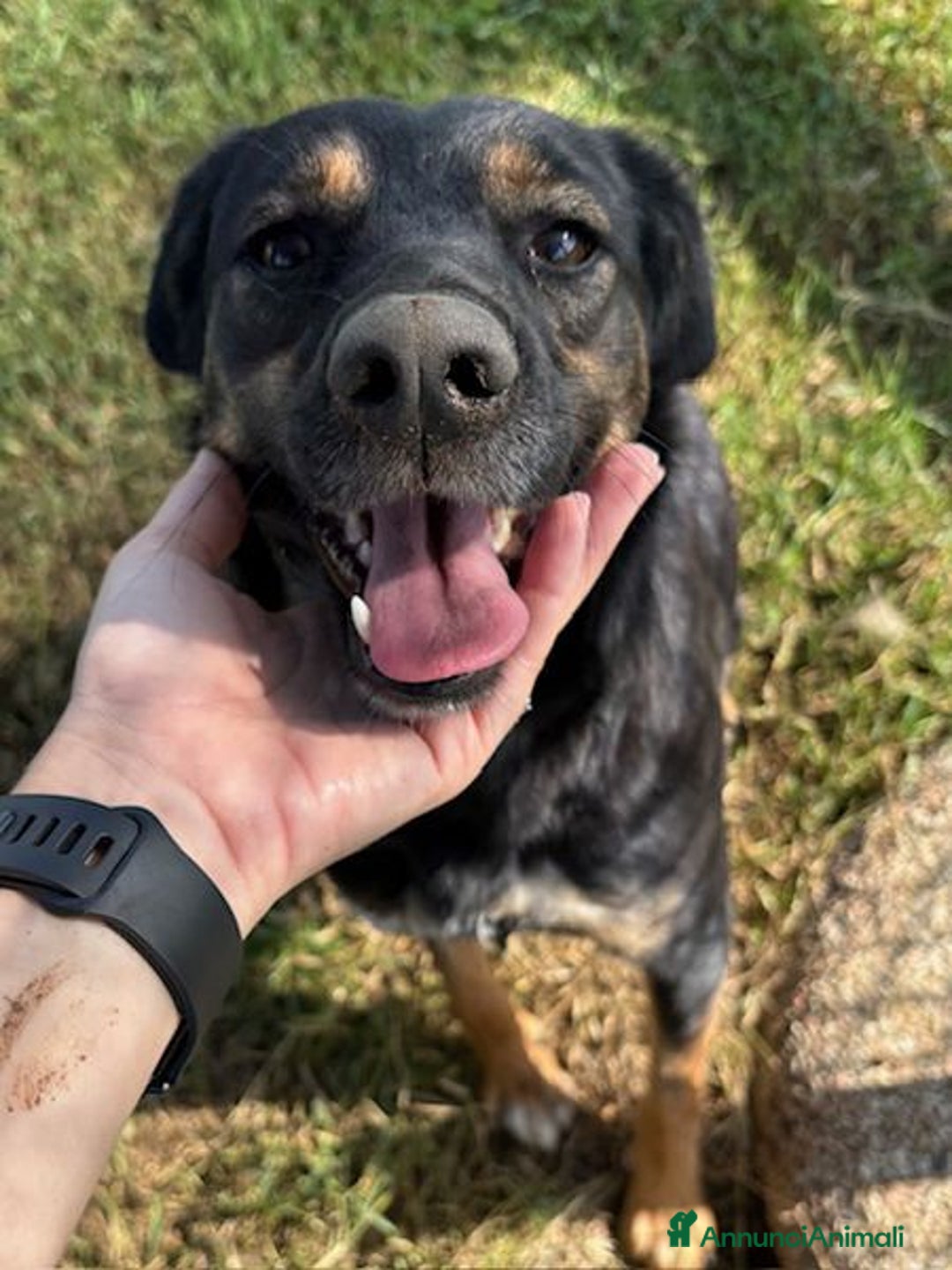 Meticcio cani in regalo: Tac, giovanissima, piccola e dolce - Annuncio 2