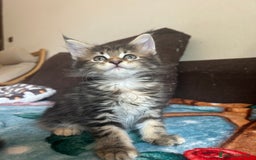 Maine Coon gatti in vendita: Maine Coon pedigree Anfi a Provincia di Modena - Immagine 21